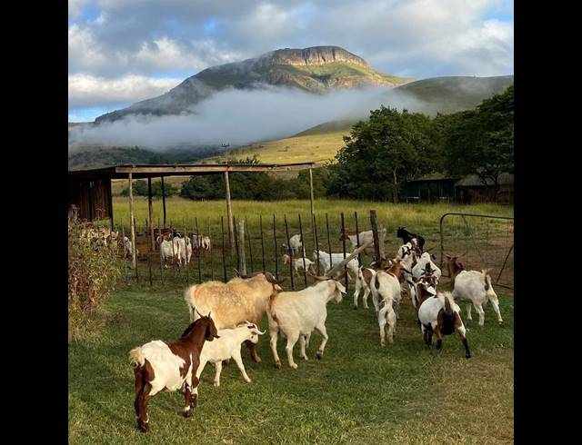 FARM FOR SALE IN LYDENBURG RURAL